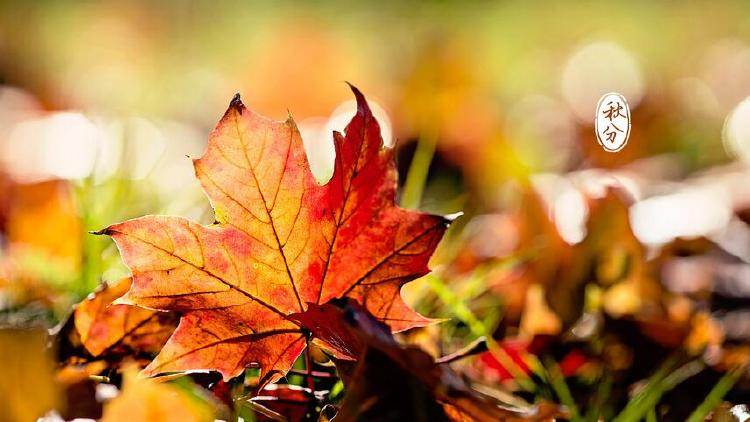 今日秋分：清景難逢，一切都爽朗起來
